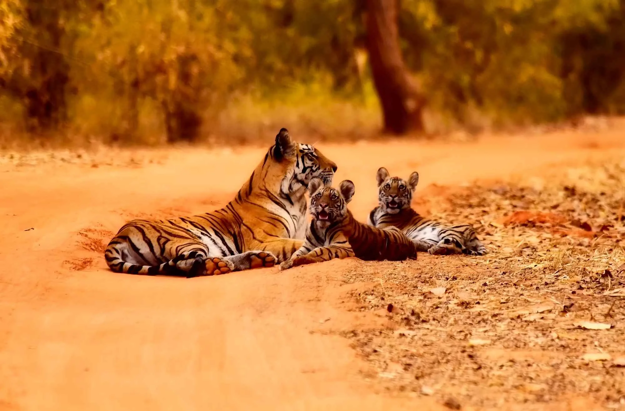 India – Ranthambore National park
